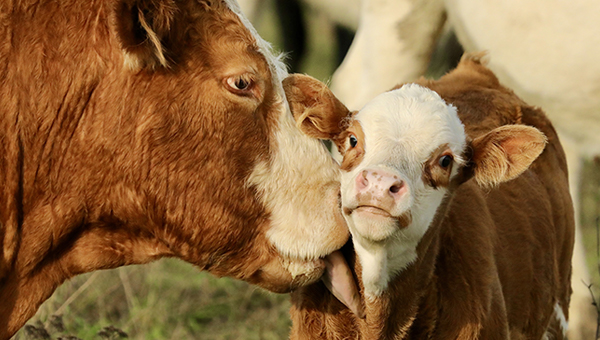 Beef Welfare Scheme