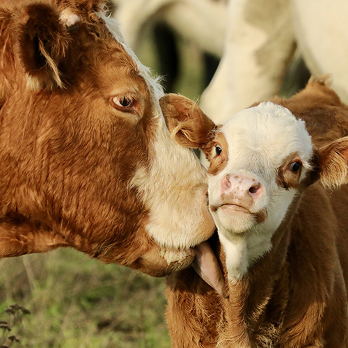 Beef Welfare Scheme